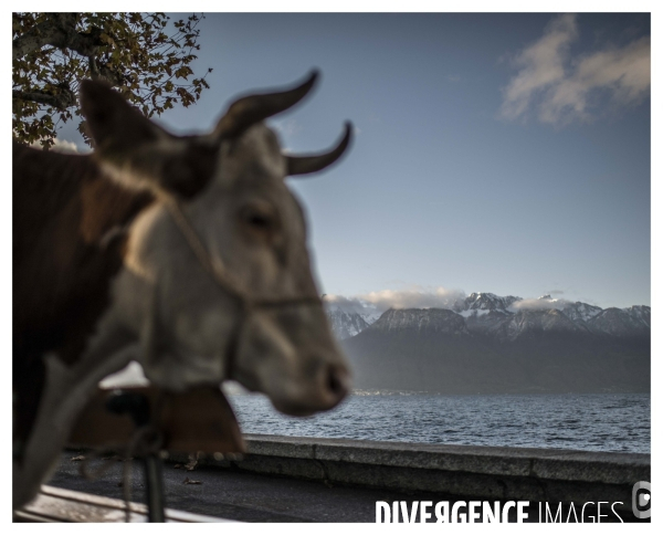 Riviera Vaudoise #16