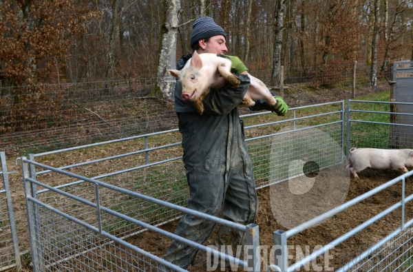 Au jour le jour avec Vincent, jeune agriculteur, eleveur de porcs bio en plein air. 12/ Tranfert des porcelets sevres