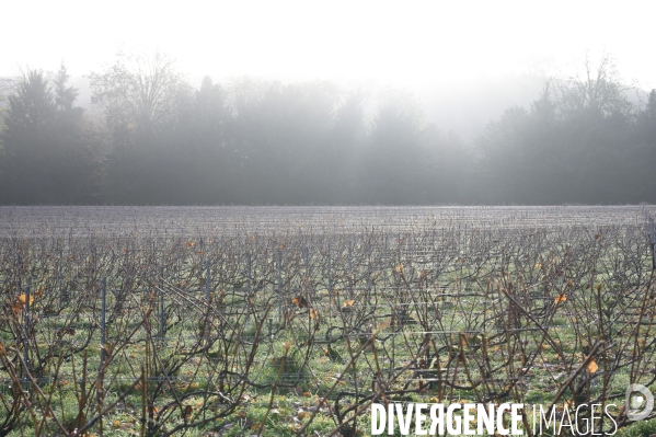 A Reims, la maison de Champagne Krug