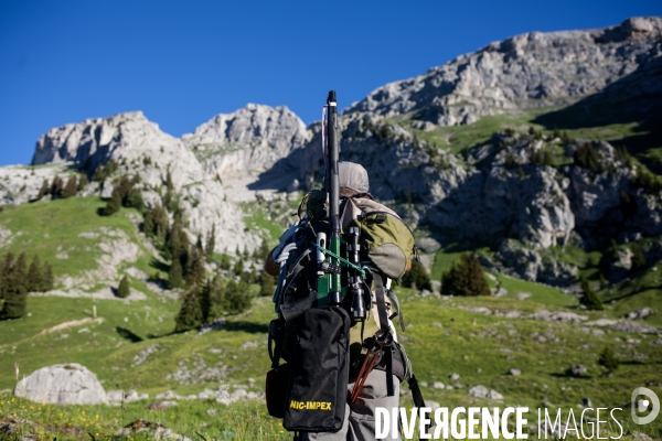 Brucellose et bouquetins dans le massif du Bargy