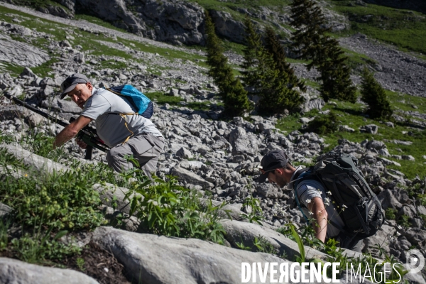 Brucellose et bouquetins dans le massif du Bargy