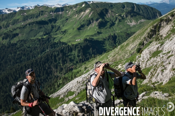 Brucellose et bouquetins dans le massif du Bargy