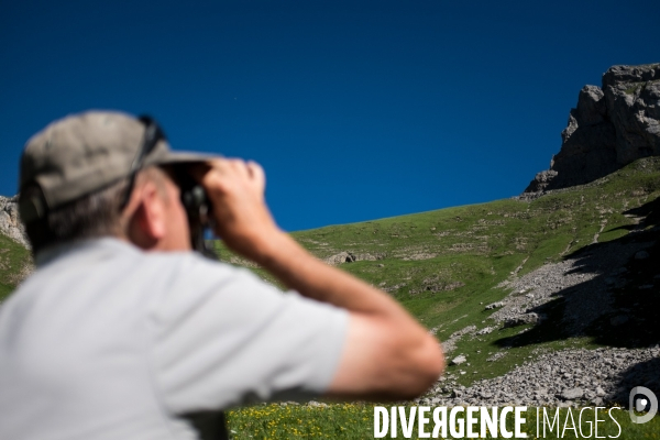 Brucellose et bouquetins dans le massif du Bargy