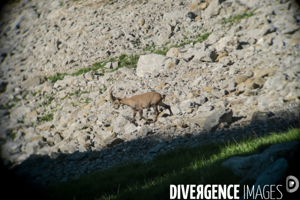 Brucellose et bouquetins dans le massif du Bargy