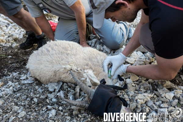 Brucellose et bouquetins dans le massif du Bargy