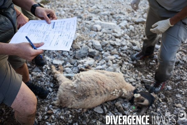 Brucellose et bouquetins dans le massif du Bargy