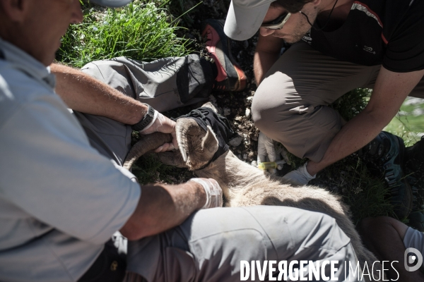 Brucellose et bouquetins dans le massif du Bargy