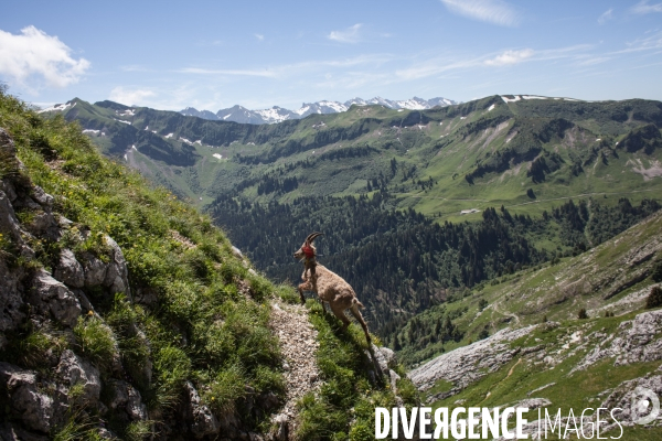 Brucellose et bouquetins dans le massif du Bargy