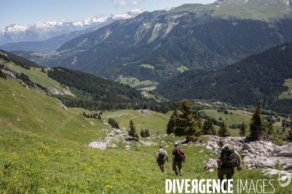 Brucellose et bouquetins dans le massif du Bargy