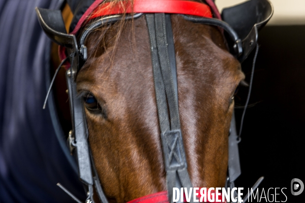 Le Grand Prix d Amérique fête son centenaire