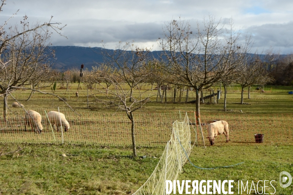 Concours d agroforesterie