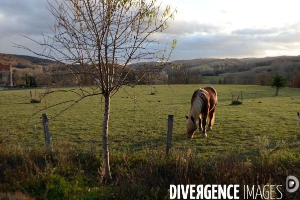 Concours d agroforesterie