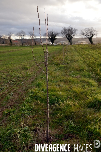 Concours d agroforesterie