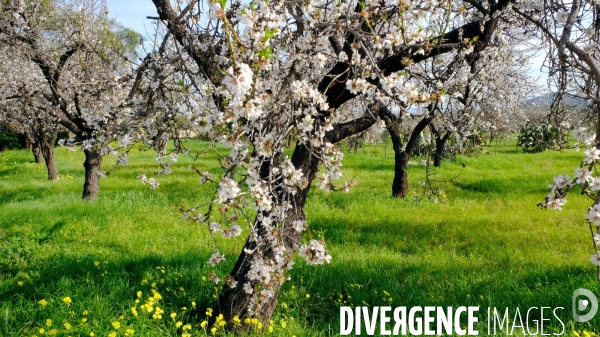 Amandiers en fleurs sur l ile de Majorque