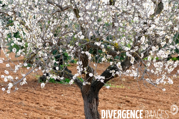 Amandiers en fleurs sur l ile de Majorque