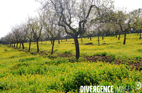 Amandiers en fleurs sur l ile de Majorque