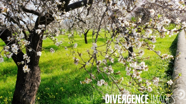 Amandiers en fleurs sur l ile de Majorque