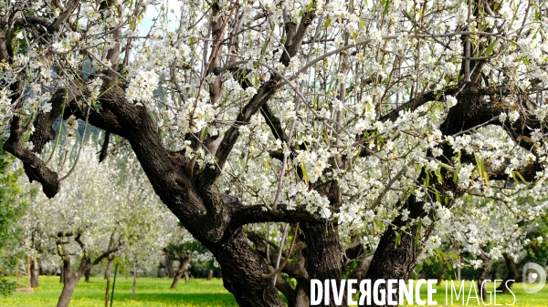 Amandiers en fleurs sur l ile de Majorque