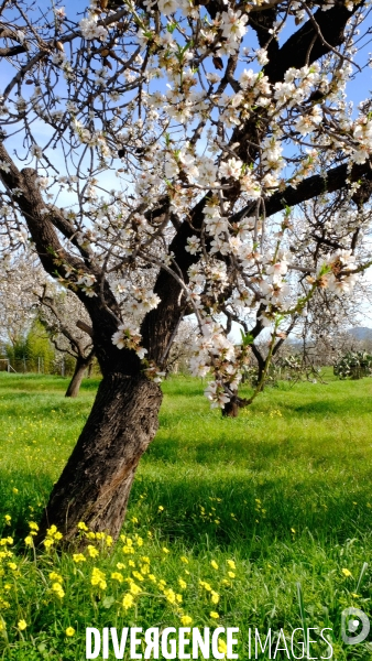 Amandiers en fleurs sur l ile de Majorque