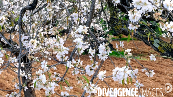 Amandiers en fleurs sur l ile de Majorque