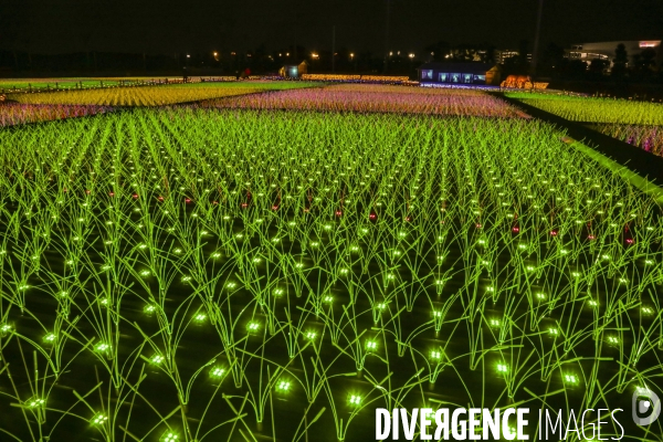Rizieres de lumiere a tokyo