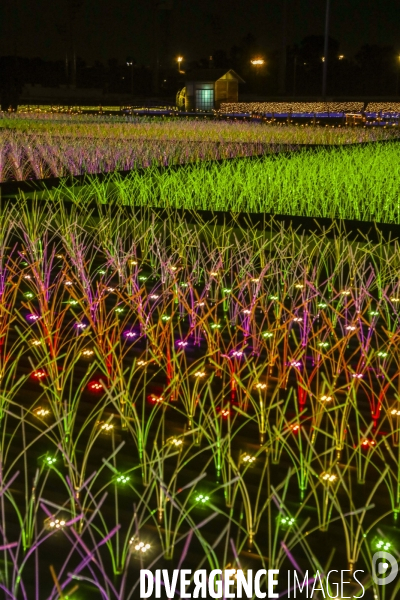 Rizieres de lumiere a tokyo