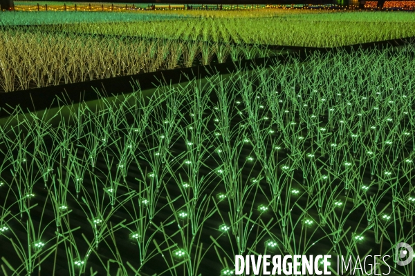 Rizieres de lumiere a tokyo