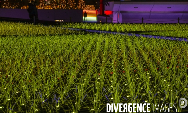 Rizieres de lumiere a tokyo
