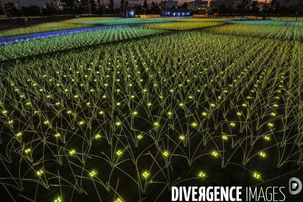 Rizieres de lumiere a tokyo