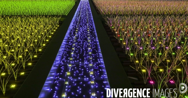 Rizieres de lumiere a tokyo