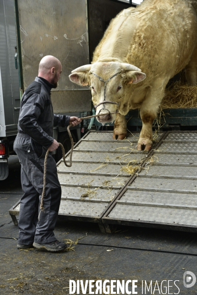 Salon de l Agriculture de Paris. Agricultural show in Paris.