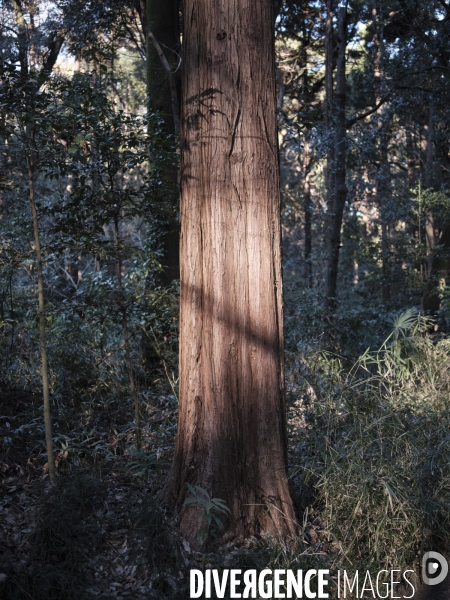 Tokyo, Japon, Yoyogi park