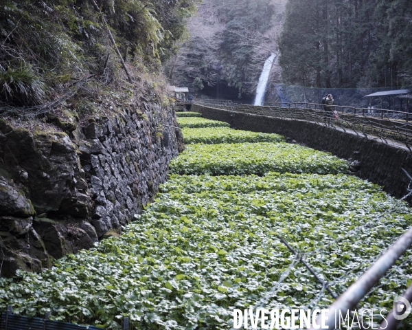 Japon, presqu ile d Izu culture de Wasabi