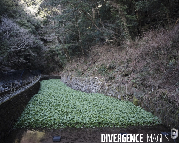 Japon, presqu ile d Izu culture de Wasabi