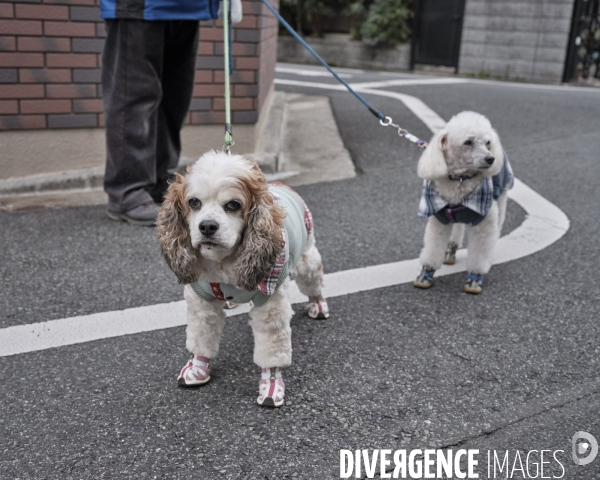 Tokyo, quartier résidentiel de Koiwa