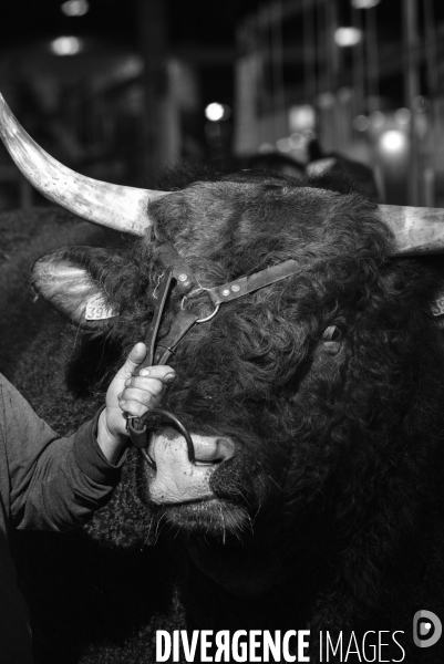 Les animaux au Salon de l Agriculture de Paris. Agricultural show in Paris.