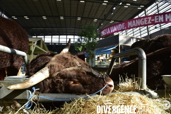 Les animaux au Salon de l Agriculture de Paris. Agricultural show in Paris.