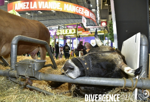 Les animaux au Salon de l Agriculture de Paris. Agricultural show in Paris.