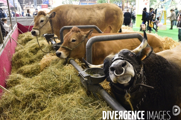 Les animaux au Salon de l Agriculture de Paris. Agricultural show in Paris.