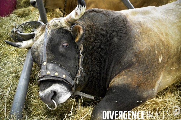 Les animaux au Salon de l Agriculture de Paris. Agricultural show in Paris.