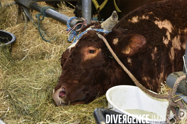 Les animaux au Salon de l Agriculture de Paris. Agricultural show in Paris.