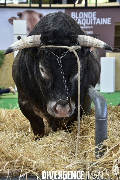 Les animaux au Salon de l Agriculture de Paris. Agricultural show in Paris.