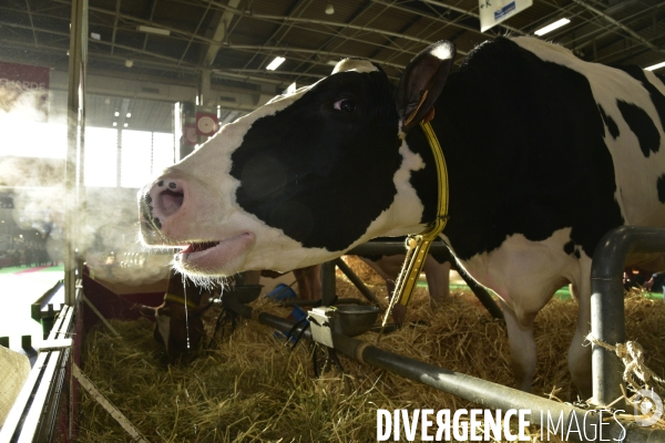 Les animaux au Salon de l Agriculture de Paris. Agricultural show in Paris.