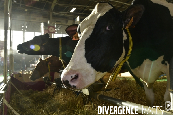 Les animaux au Salon de l Agriculture de Paris. Agricultural show in Paris.