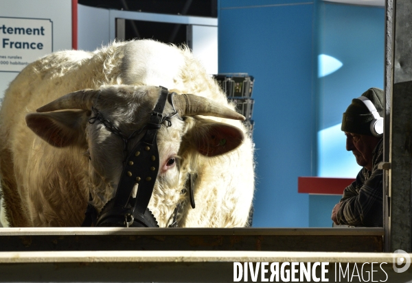 Les animaux au Salon de l Agriculture de Paris. Agricultural show in Paris.