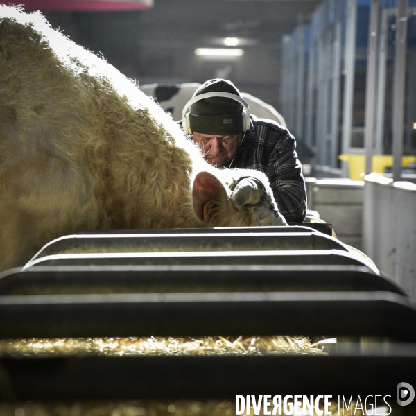 Les animaux au Salon de l Agriculture de Paris. Agricultural show in Paris.