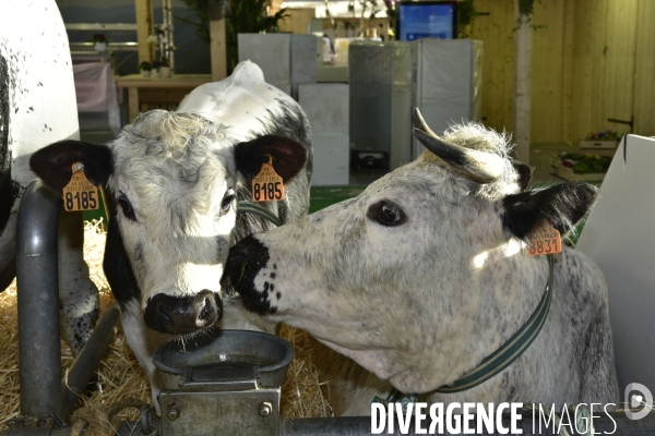 Les animaux au Salon de l Agriculture de Paris. Agricultural show in Paris.