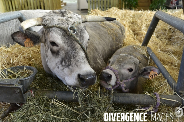 Les animaux au Salon de l Agriculture de Paris. Agricultural show in Paris.