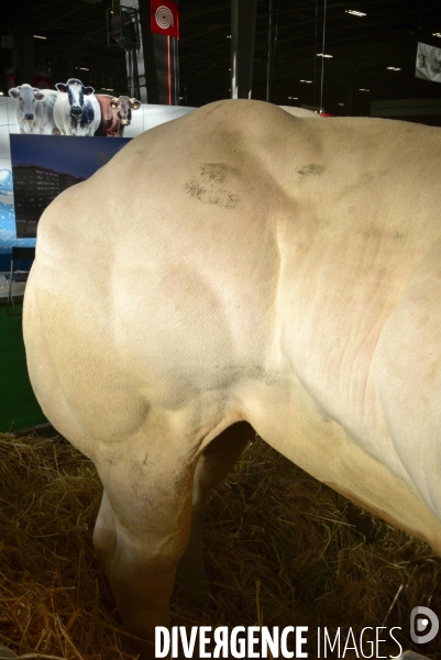 Les animaux au Salon de l Agriculture de Paris. Agricultural show in Paris.