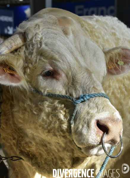 Les animaux au Salon de l Agriculture de Paris. Agricultural show in Paris.